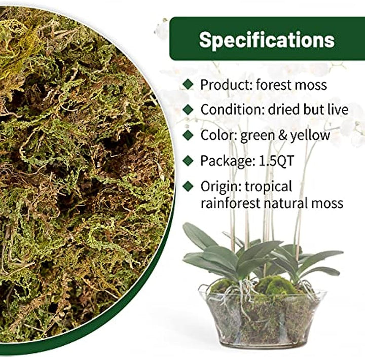 Living Tropical Moss Plant